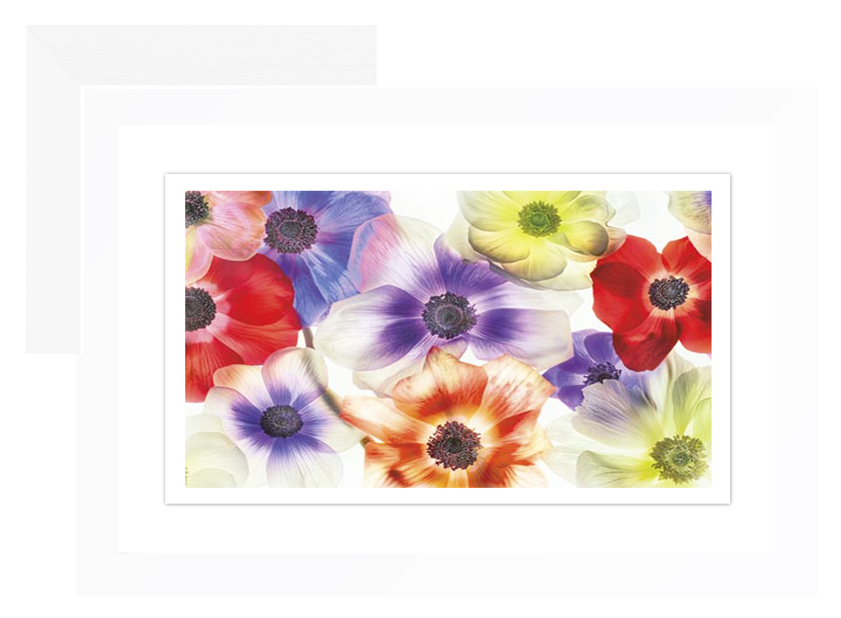 FP232 Wall décor art framed print floral white frame